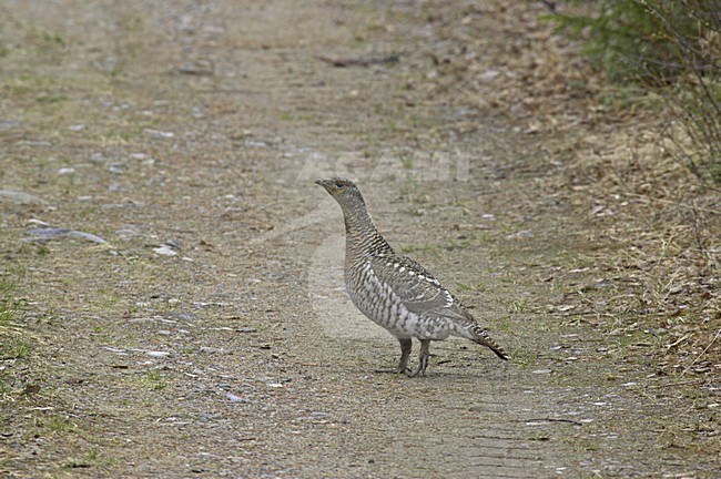 Capercaillie female standing; Auerhoen vrouw staand stock-image by Agami/Jari Peltomäki,