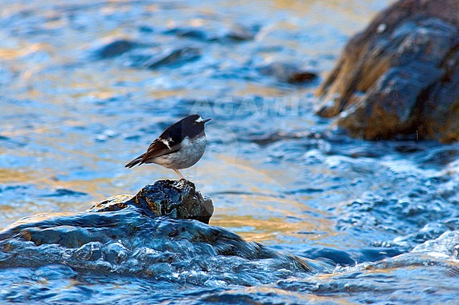 Little Forktail (Enicurus scouleri) standing on a boulder in a fast flowing river stock-image by Agami/Marc Guyt,