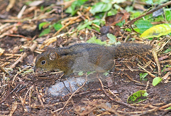 three-striped ground squirrel (Lariscus insignis) in rain forests of Sumatra in Indonesia. stock-image by Agami/Pete Morris,