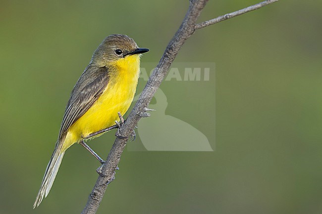 Dinelli's Doradito (Pseudocolopteryx dinelliana) Perched on a branch in Argentina stock-image by Agami/Dubi Shapiro,