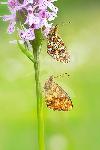Small Pearl-bordered Fritillary and Lesser Marbled Fritillary sitting on an orchid stock-image by Agami/Wil Leurs,
