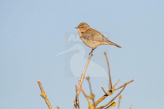 Tjiftjaf, Common Chiffchaff, Phylloscopus collybita stock-image by Agami/Menno van Duijn,