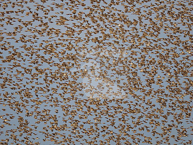 Red-billed Quelea (Quelea quelea aethiopica) flock in flight in Mkomazi National Park in Tanzania,. This is world's most abundant wild bird species, with an estimated adult breeding population of 1.5 billion pairs! stock-image by Agami/Andy & Gill Swash ,