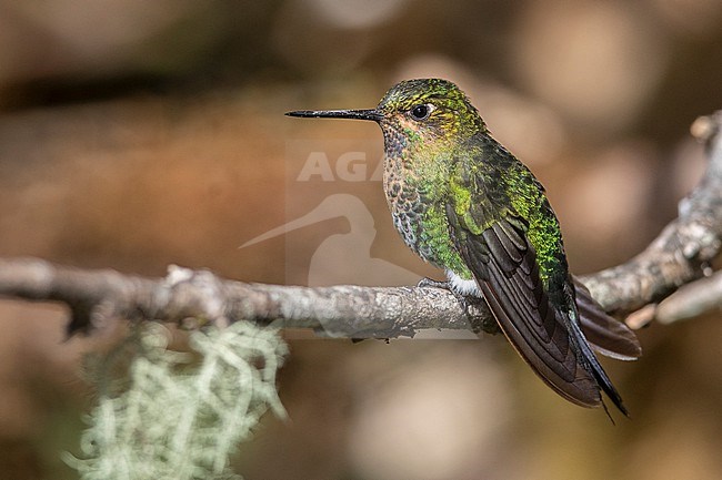 A female Glowing Puffleg (Eriocnemis vestita) at Chingaza, Colombia. stock-image by Agami/Tom Friedel,