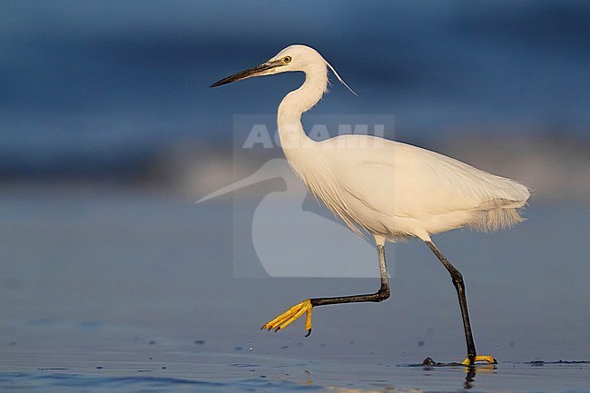 Little Egret (Egretta garzetta), side view of an adult running on the shore stock-image by Agami/Saverio Gatto,