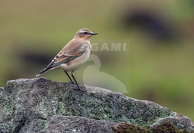 Female or 1st winter Greenland Northern Wheatear perched on a rock in Caldera do Corvo, Corvo, Azores. October 8, 2018. stock-image by Agami/Vincent Legrand,
