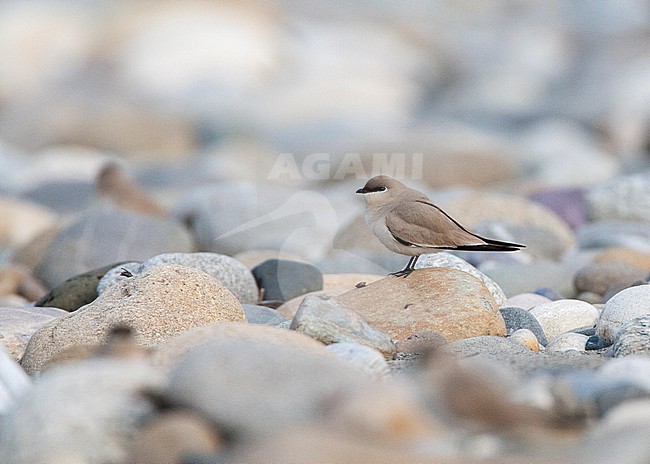 Small Pratincole (Glareola lactea) in typical river habitat in Asia. Resting on top of a small rock. stock-image by Agami/Marc Guyt,