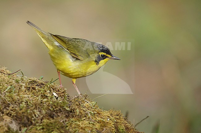 Adult male Kentucky Warbler (Geothlypis formosa) during spring migration at Galveston County, Texas, USA. stock-image by Agami/Brian E Small,