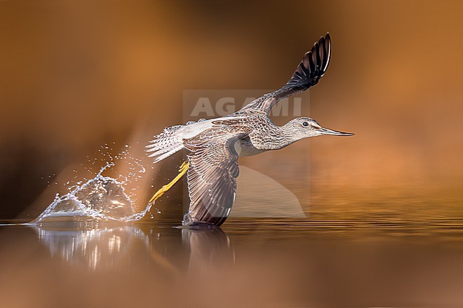 Greenshank, Tringa nebularia, in Italy during migration. stock-image by Agami/Daniele Occhiato,
