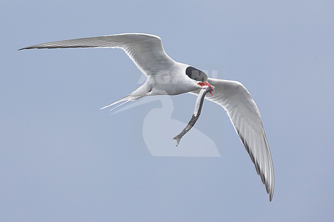 Arctic Tern (Sterna paradisaea), side view of an adult carrying a fish in flight, Southern Region, Iceland stock-image by Agami/Saverio Gatto,