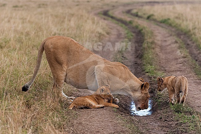 A lioness, Panthera leo, and cubs drinking water pooled in a tire track. Masai Mara National Reserve, Kenya. stock-image by Agami/Sergio Pitamitz,