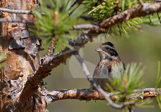 Volwassen vrouwtje Bosgors; Adult female Rustic Bunting stock-image by Agami/Markus Varesvuo,