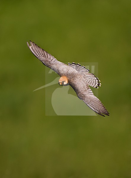 Roodpootvalk, Red-footed Falcon, Falco vespertinus stock-image by Agami/Marc Guyt,