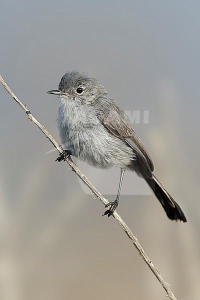 Adult female California Gnatcatcher (Polioptila californica) perched on a native plant in Los Angeles County, California, USA. stock-image by Agami/Brian E Small,