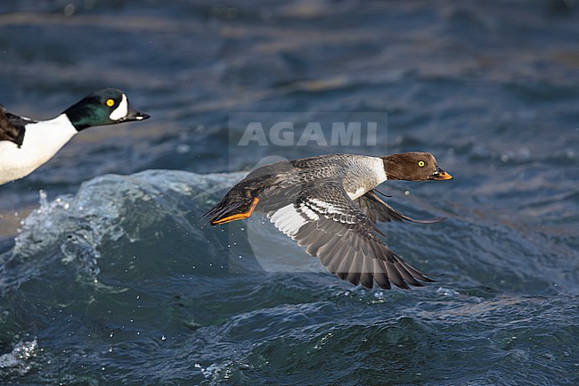 Barrow's Goldeneye (Bucephala islandica), side view of an adult female in flight, Northeastern Region, Iceland stock-image by Agami/Saverio Gatto,