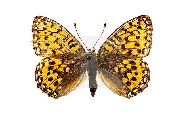 Dark Green Fritillary, Grote parelmoervlinder, Speyeria aglaja stock-image by Agami/Wil Leurs,
