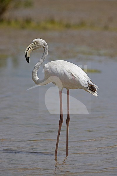 Flamingo staand in water; Greater Flamingo standing in water stock-image by Agami/Markus Varesvuo,