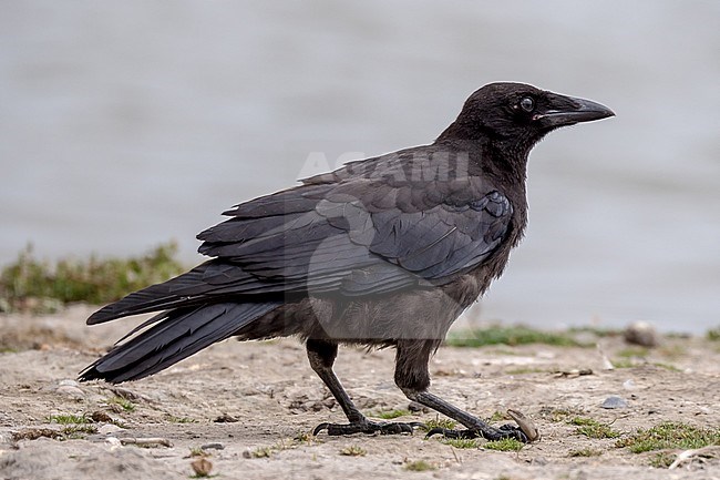 Immature Carrion Crow (Corvus corone) stock-image by Agami/Hans Germeraad,
