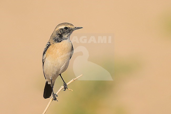 Desert wheatear, Oenanthe deserti, perched on stem. stock-image by Agami/Sylvain Reyt,
