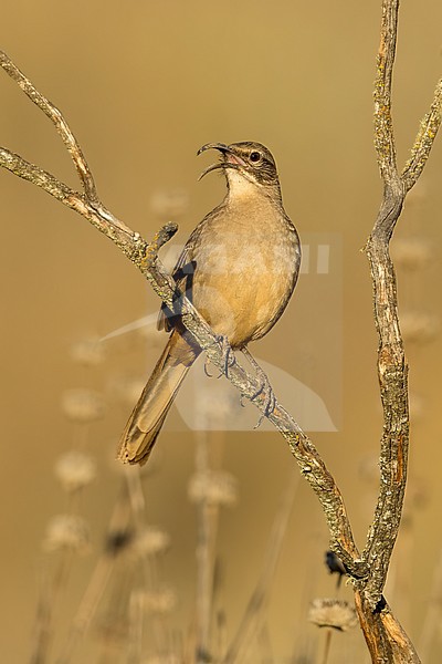 Adult California Thrasher (Toxostoma redivivum) perched in a low bush in Santa Barbara County, California, United States. stock-image by Agami/Brian E Small,
