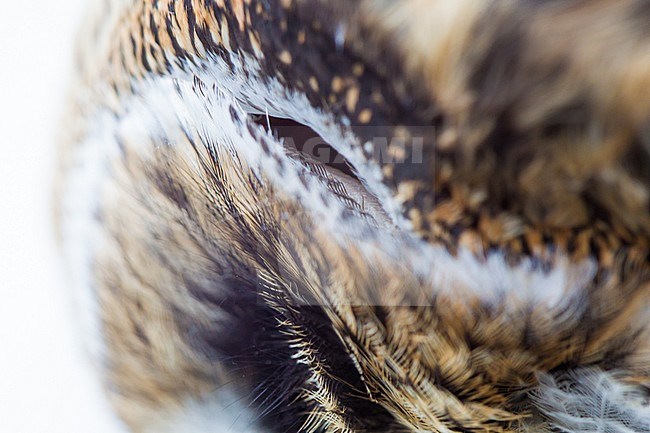 Short-eared Owl, Asio flameous roadkill dead lying on the road hit by a car. Detail of the head with ear openings behind face mask of the owl to catch sound. stock-image by Agami/Menno van Duijn,
