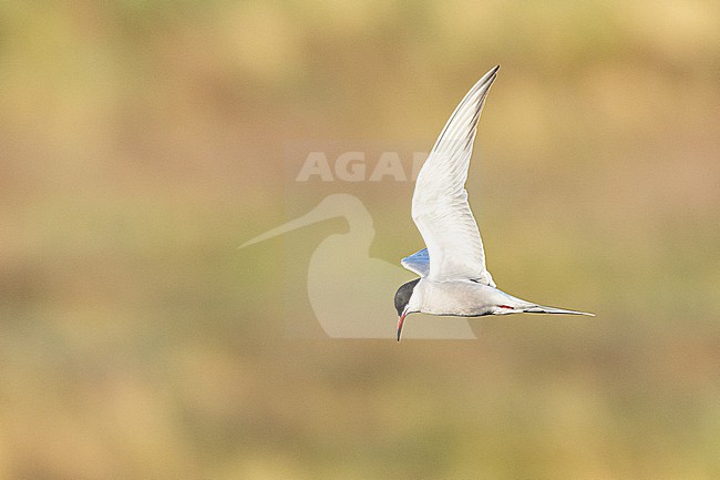  stock-image by Agami/Menno van Duijn,