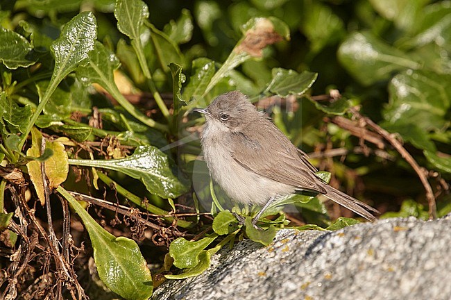 Desert Lesser Whitethroat (halimodendri), also known as Central Asian Lesser Whitethroat, during autumn migration on St.Agnes, Isles of Scilly, England.Not confirmed by DNA. stock-image by Agami/Michael McKee,