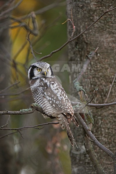 Northern Hawk Owl perched in tree; Sperweruil zittend in boom stock-image by Agami/Markus Varesvuo,