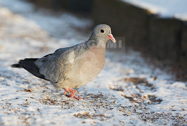 Holenduif zittend in sneeuw; Stock Dove perched in snow stock-image by Agami/Markus Varesvuo,