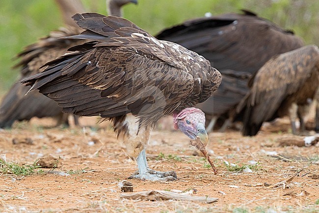 Lappet-faced vulture (Torgos tracheliotos), side view of an adult with a bone in its bill, Mpumalanga, South Africa stock-image by Agami/Saverio Gatto,