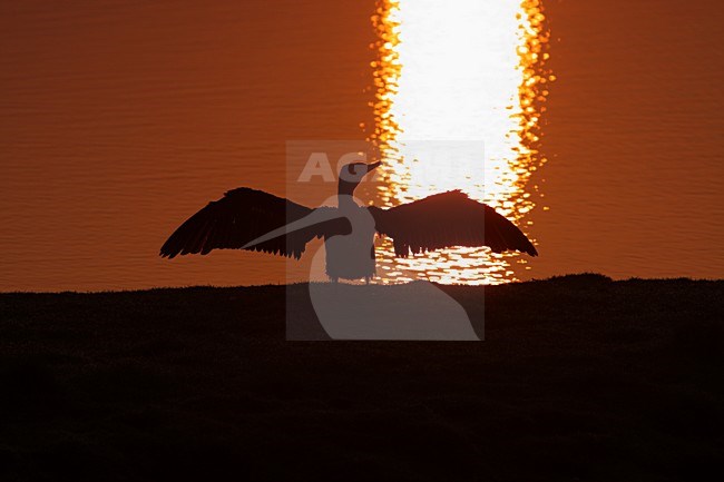 Aalscholver droogt vleugels; Great Cormorant drying wings stock-image by Agami/Karel Mauer,