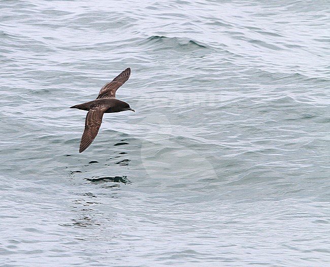 Short-tailed Shearwater (Ardenna tenuirostris) in coastal waters of Malaysia. stock-image by Agami/James Eaton,