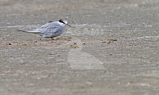 Peruvian Tern (Sternula lorata) stock-image by Agami/Pete Morris,