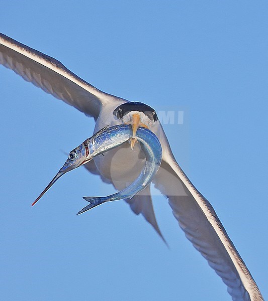 Great Crested Tern (Thalasseus bergii) with a fish as prey in its beak. stock-image by Agami/Georgina Steytler,