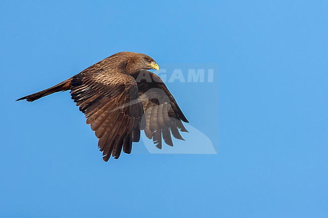 Yellow-billed Kite (Milvus aegyptius parasitus) in South Africa. stock-image by Agami/Marc Guyt,