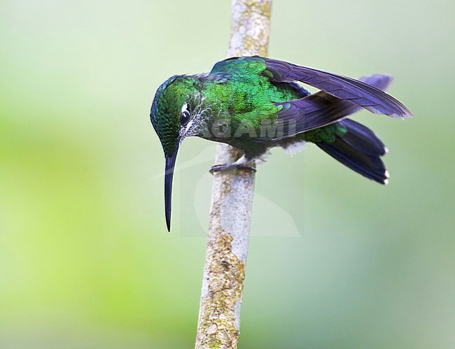 Green-crowned Brilliant (Heliodoxa jacula) perched in Ecador. stock-image by Agami/Marc Guyt,