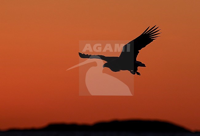 White-tailed Eagle (Haliaeetus albicilla) in flight in a fjord in north Norway. Active hunting for fish. stock-image by Agami/Markus Varesvuo,