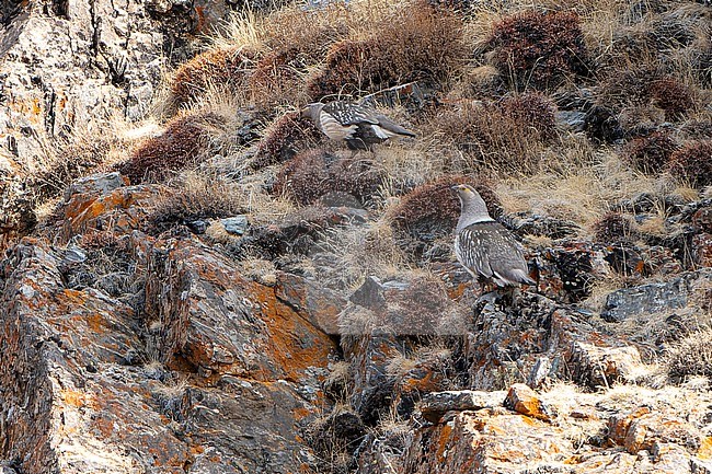 Altai Snowcock (Tetraogallus altaicus) during spring in Mongolia. Walking on a steep slope. stock-image by Agami/Dani Lopez-Velasco,