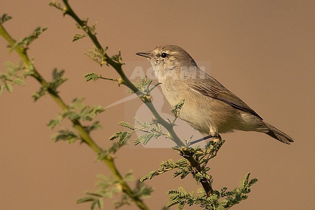 The Plain Leaf Warbler (Phylloscopus neglectus) is a small phylloscopus warbler that breeds in Iran and winters in Oman. stock-image by Agami/Eduard Sangster,