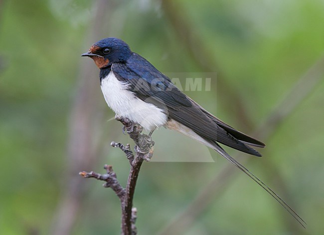Adulte  Boerenzwaluw, Adult Barn Swallow stock-image by Agami/Markus Varesvuo,