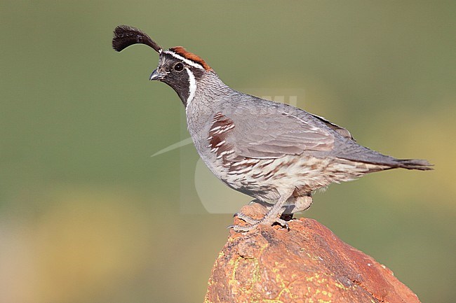 Adult male
Pima Co., AZ
April 2009 stock-image by Agami/Brian E Small,