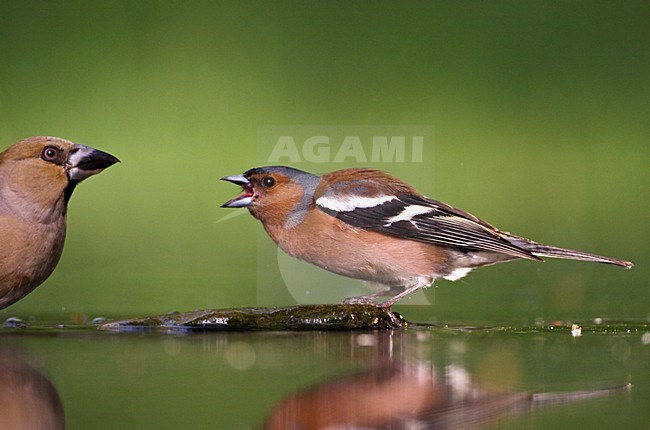 Dreigend Mannetje Vink bij drinkplaats; Threatening Male Common Chaffinch at drinking site stock-image by Agami/Marc Guyt,