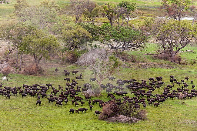 An aerial view of a herd of African buffalo, Syncerus caffer, in a landscape with trees. Okavango Delta, Botswana. stock-image by Agami/Sergio Pitamitz,