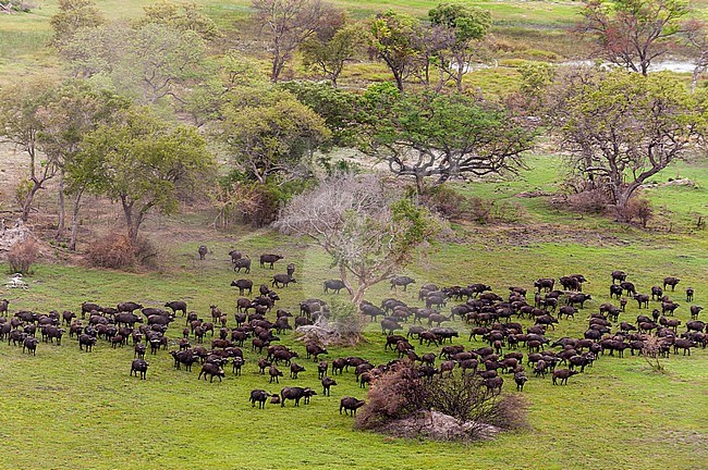 An aerial view of a herd of African buffalo, Syncerus caffer, in a landscape with trees. Okavango Delta, Botswana. stock-image by Agami/Sergio Pitamitz,