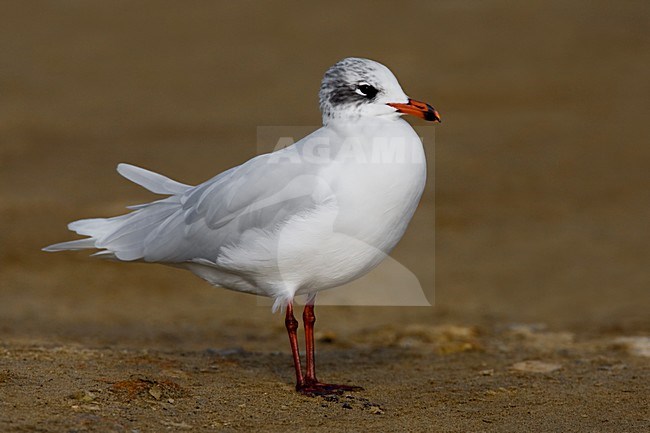 Volwassen Zwartkopmeeuw op het strand; Adult Mediterranean Gull on the beach stock-image by Agami/Daniele Occhiato,