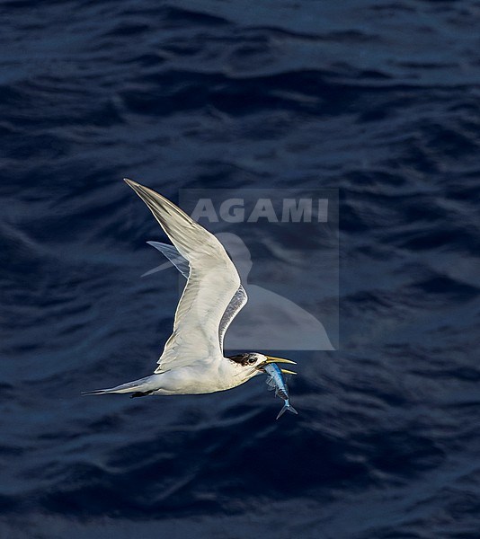 Immature Greater Crested Tern (Thalasseus bergii cristatus) at sea in the Pacific Ocean, around the Solomon Islands. With fish in its beak. stock-image by Agami/Marc Guyt,