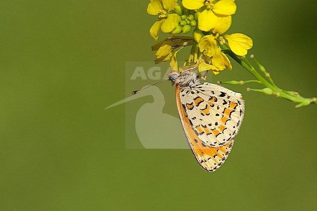 Tweekleurige parelmoervlinder / Spotted Fritillary (Melitaea didyma) stock-image by Agami/Wil Leurs,