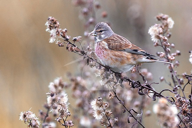 Male Linnet, Linaria cannabina, in Italy. stock-image by Agami/Daniele Occhiato,
