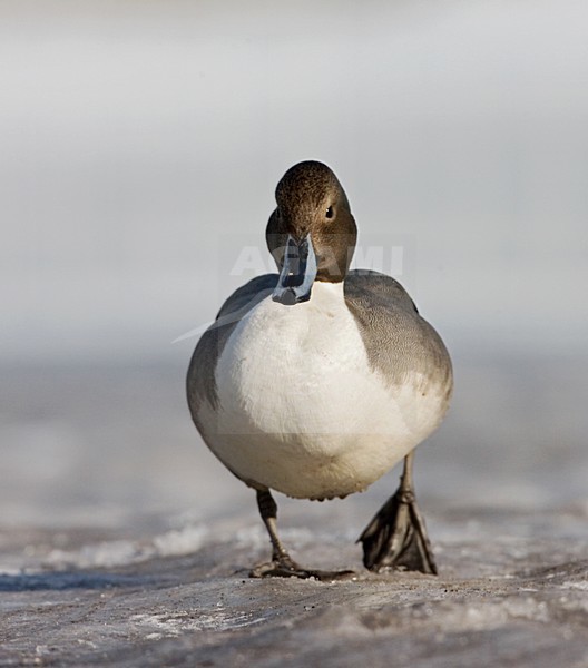 Pijlstaart in de winter; Northern Pintail in winter stock-image by Agami/Marc Guyt,