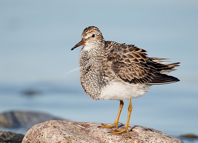 Poetsende Gestreepte strandloper, Pectoral Sandpiper preening stock-image by Agami/Markus Varesvuo,